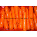 Новый урожай Морковь свежая растительное